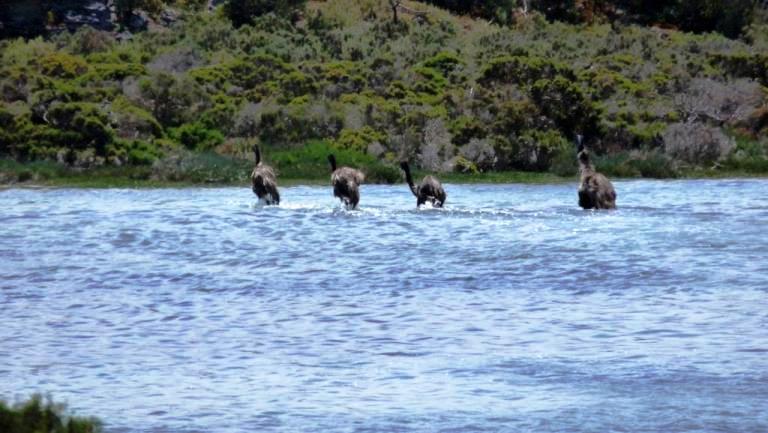 Emus flüchten durch die Yangie Bay